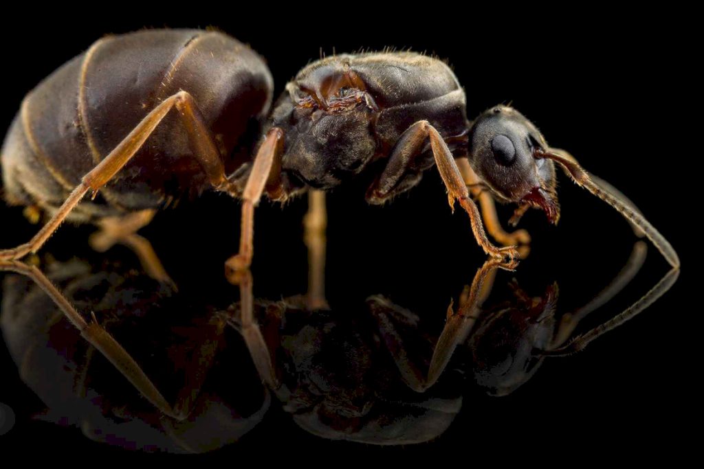 Черный садовый муравей (lasius niger)