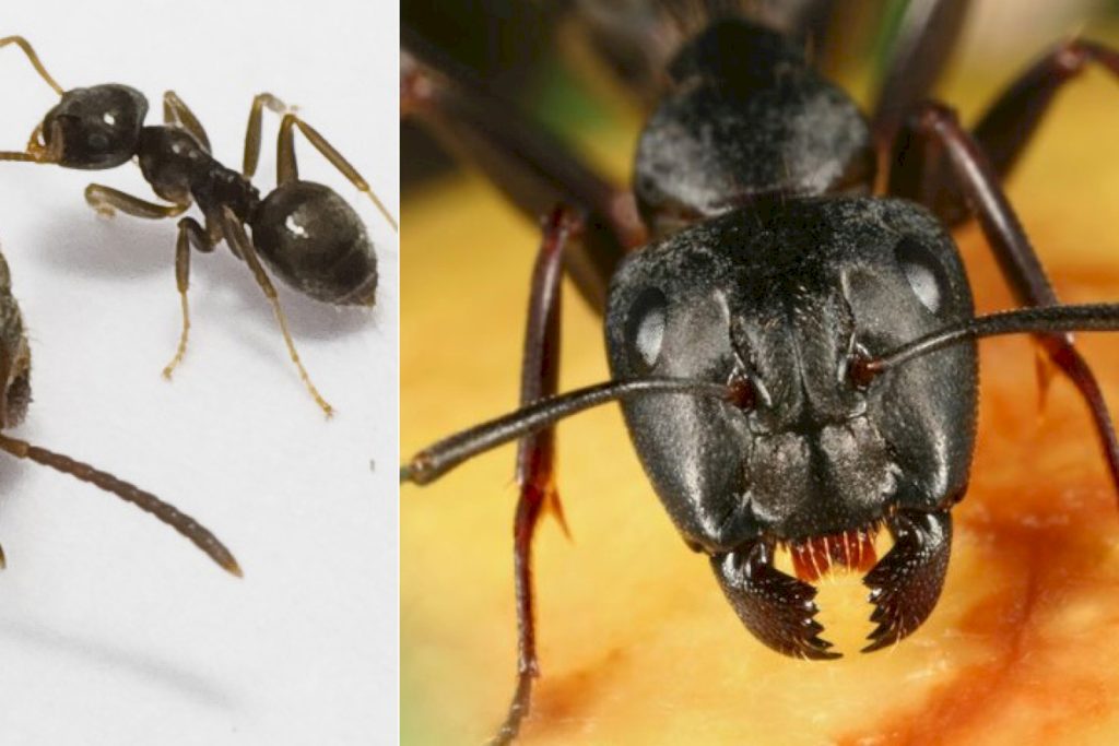 Что представляют собой черные муравьи