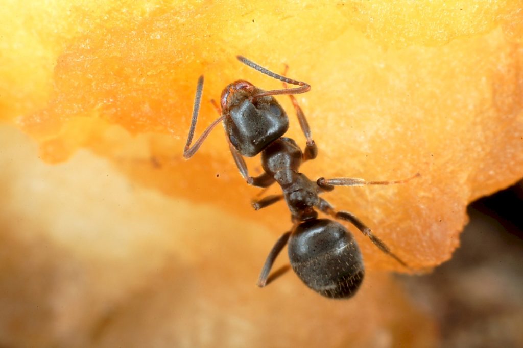 Вред от черных муравьев