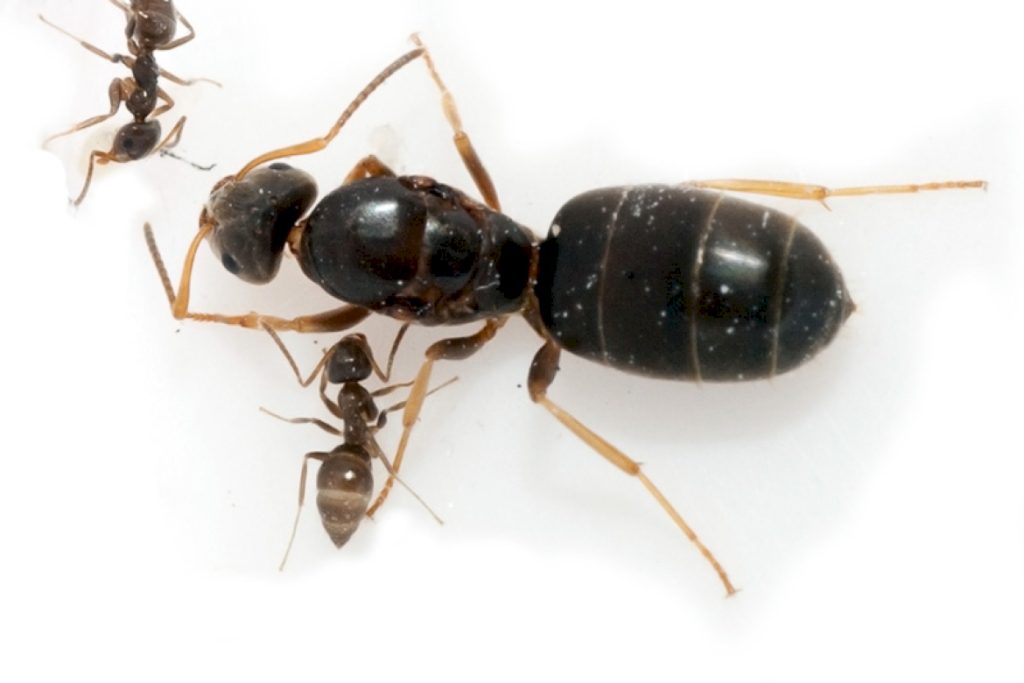 Чем опасен черный муравей-древоточец