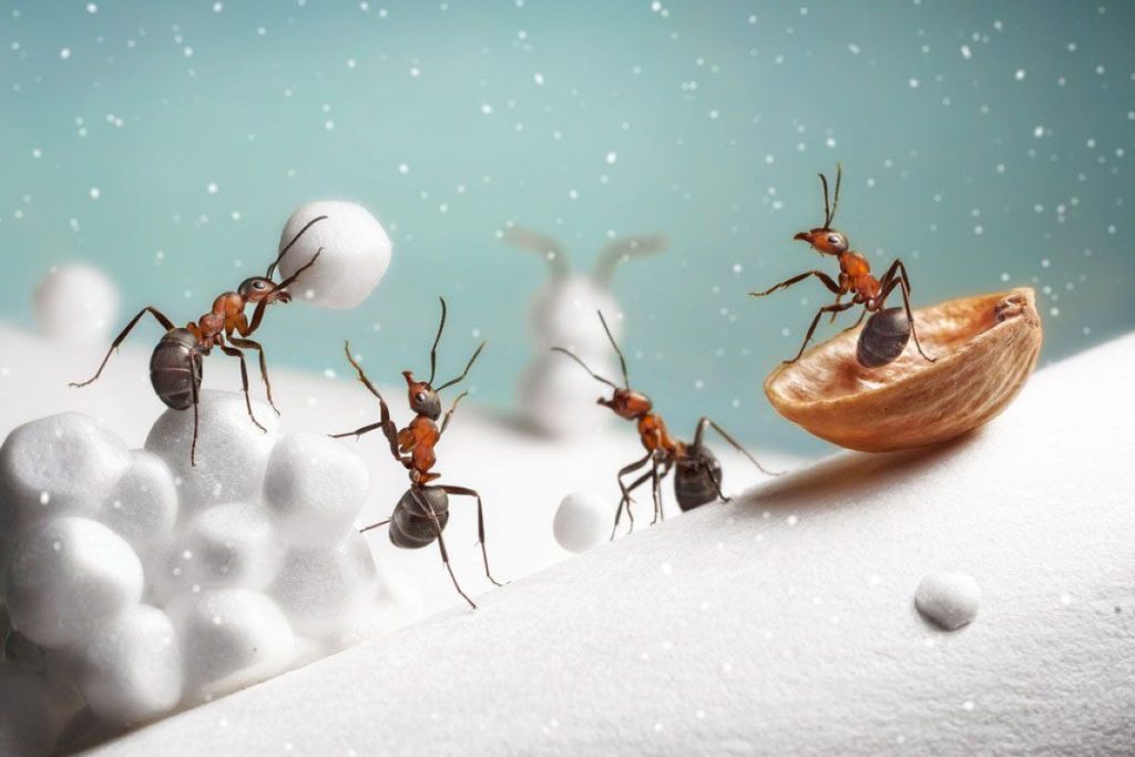 Как зимуют муравьи и что делают зимой