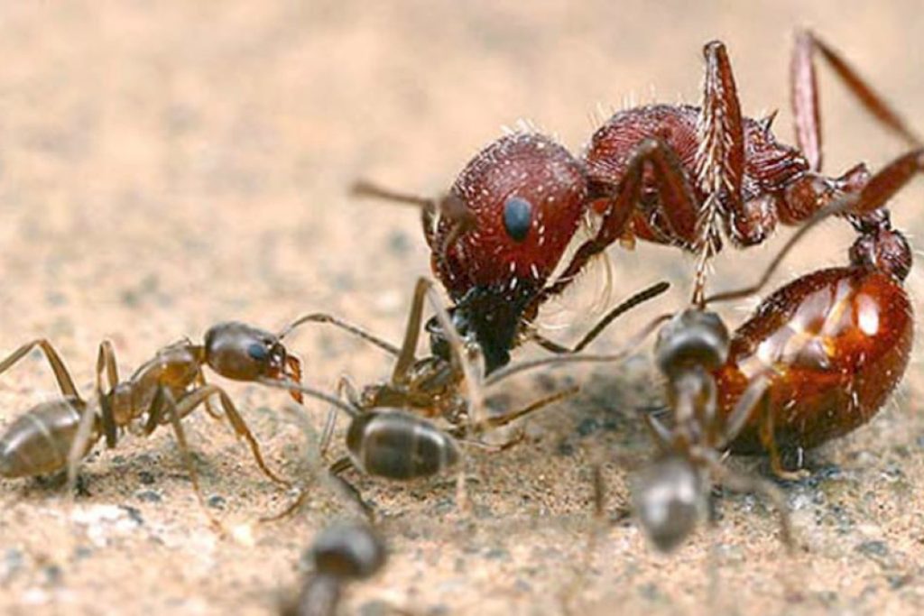 Разные виды муравьёв