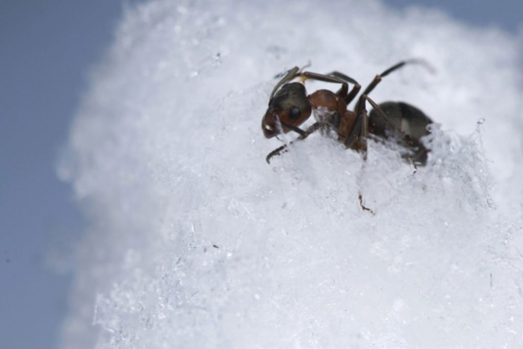 Как готовятся муравьи к зиме