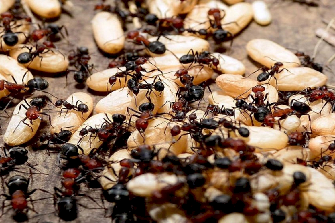 Сколько муравей в мире. Популяция муравьев. Рабочие муравьи. Как ходит муравей. Круг смерти у муравьев.
