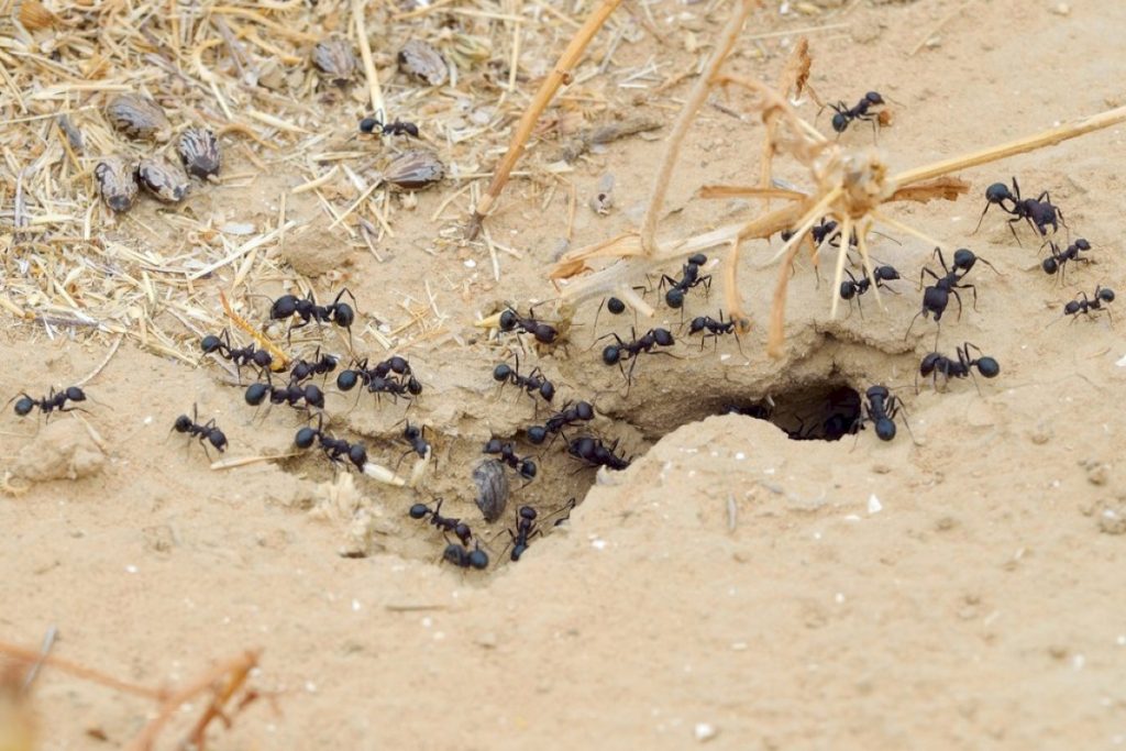 Как мозговая активность муравьев действует на выживание колонии?