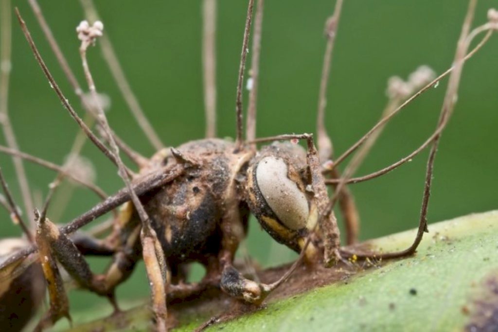 Признаки возникновения грибка у муравья