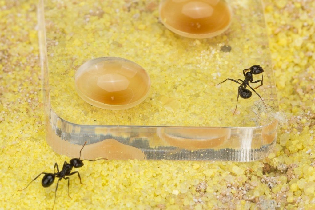Все ли виды муравьев имеют дыхальца?