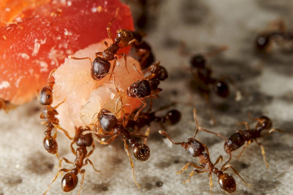 Взрослые муравьи питаются