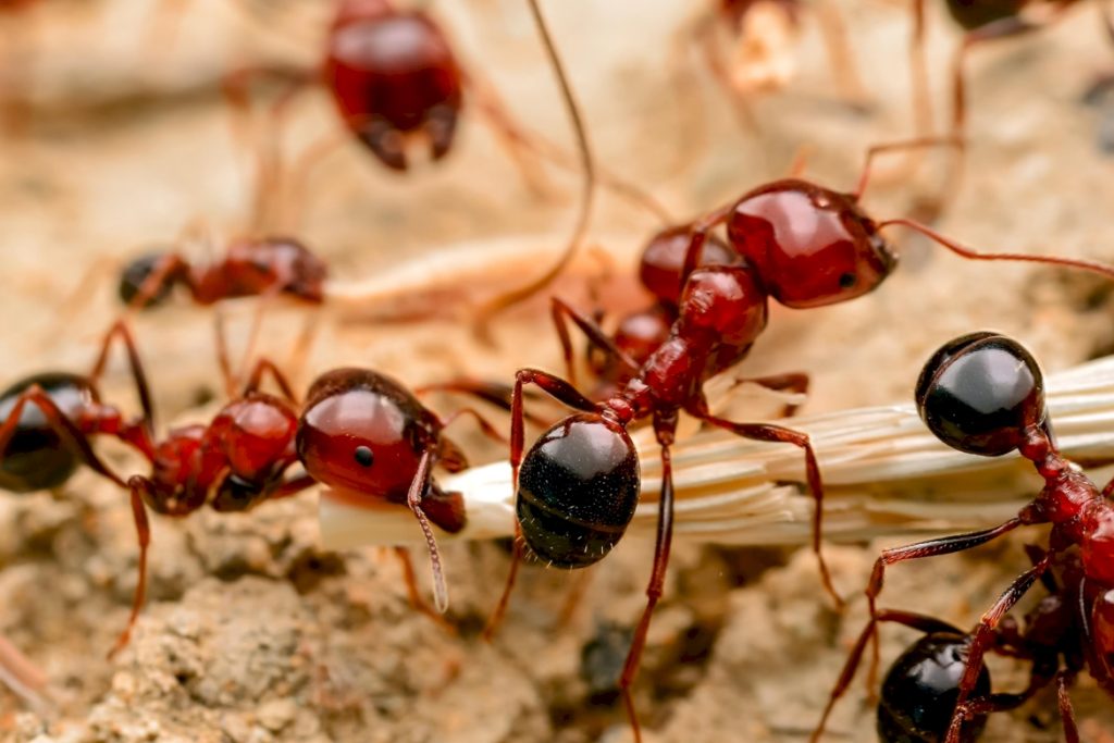 Как формируются фекалии муравьев
