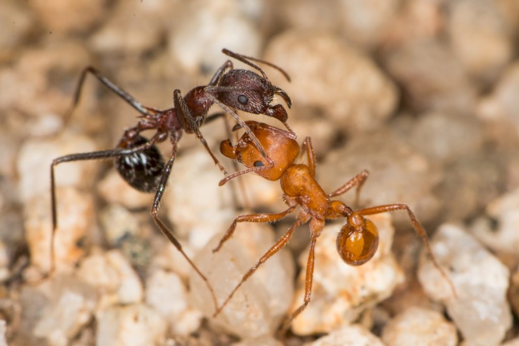 Как общаются муравьи