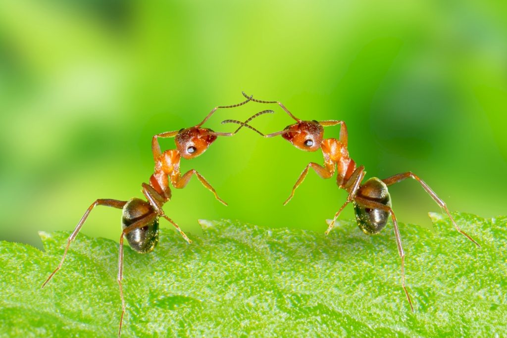 Коммуникация муравьев