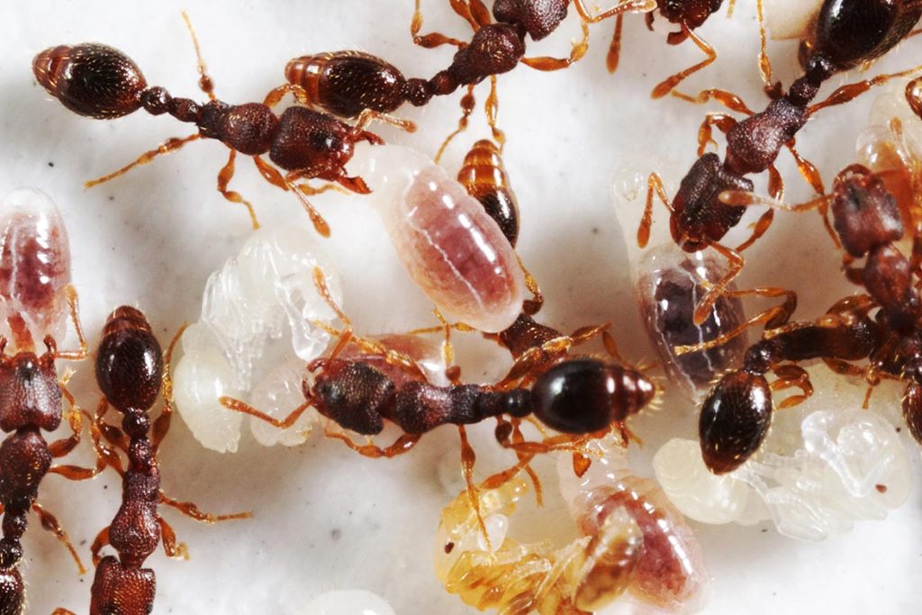 Как протекает развитие у муравья постэмбриональное развитие