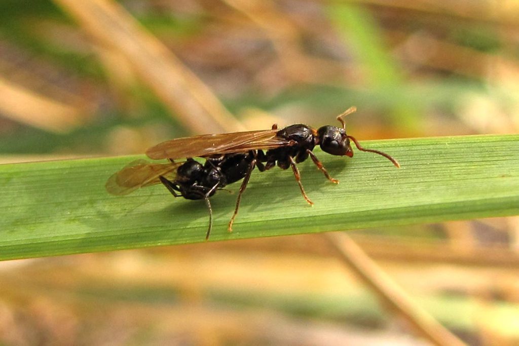 Как протекает развитие у муравья репродуктивный