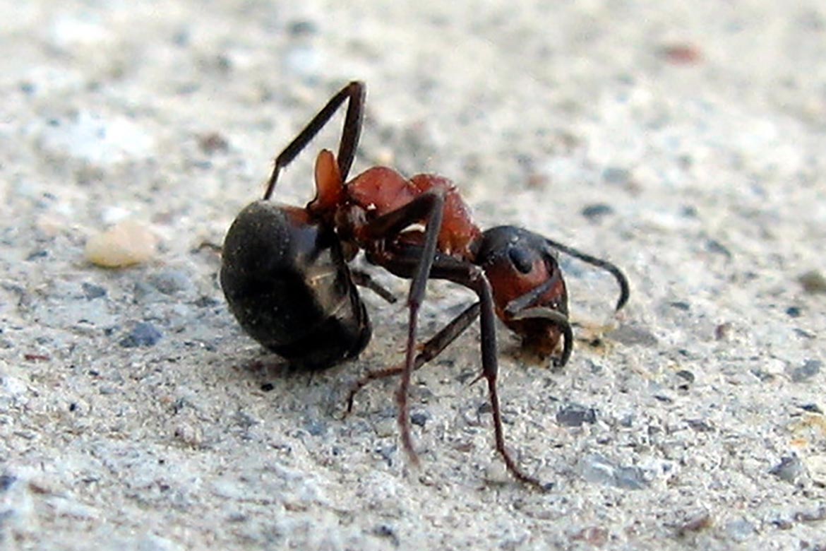 Почему умер муравей. Эдеагус у муравьев.