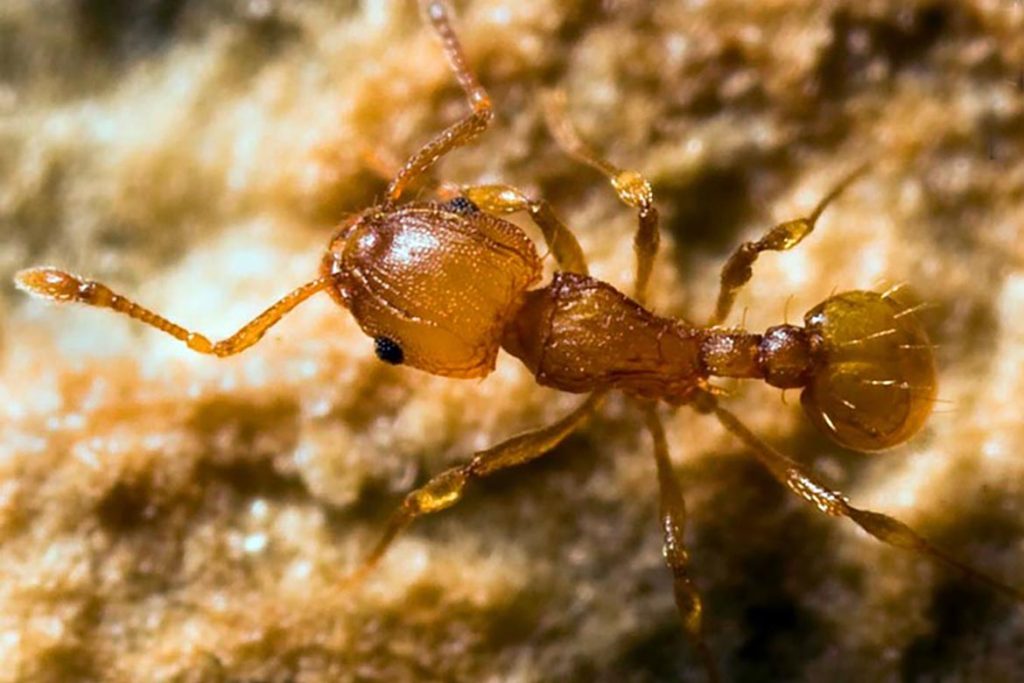 Как протекает развитие у муравья