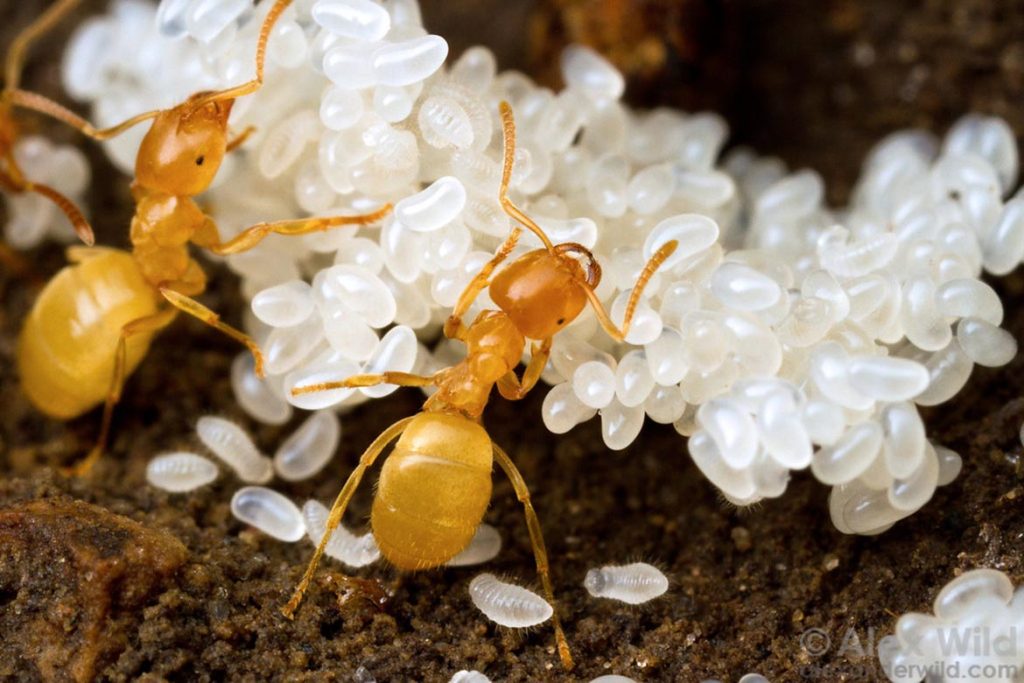 Как протекает развитие у муравья как размножаются 