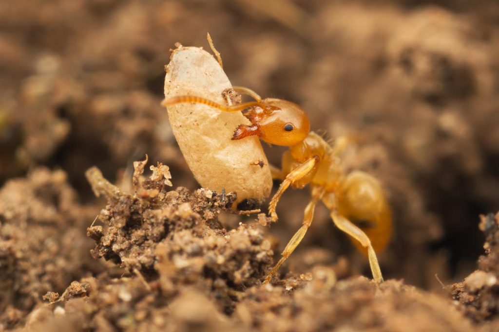 Как протекает развитие у муравья процесс 