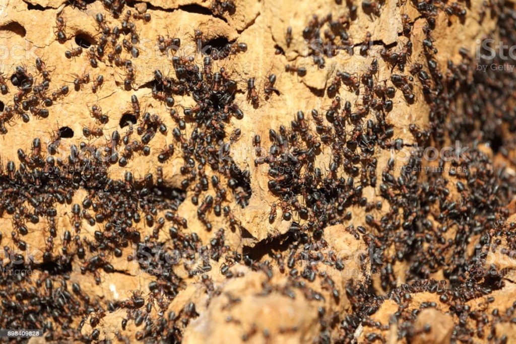 Как протекает развитие у муравья непрямое преимущества