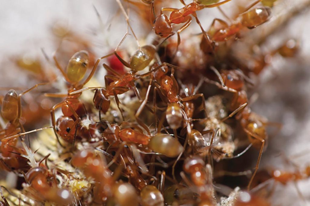 Как протекает развитие у муравья распределение личинок в семейной иерархии
