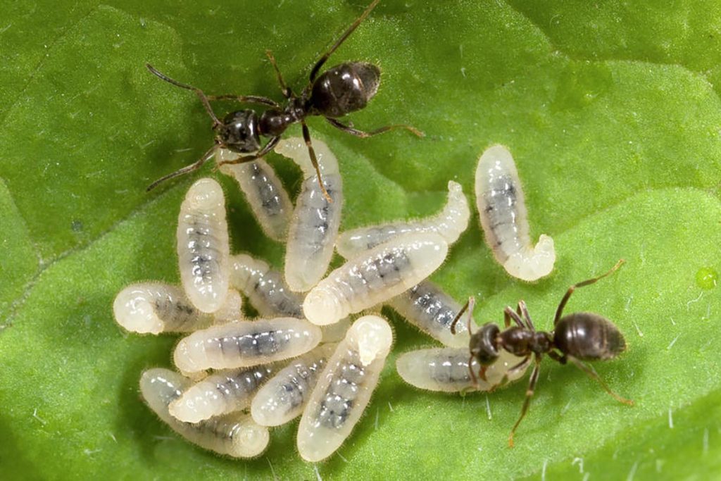 Как протекает развитие у муравья, как долго созревают личинки