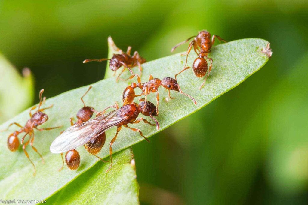 Как протекает развитие у муравья партеногенез