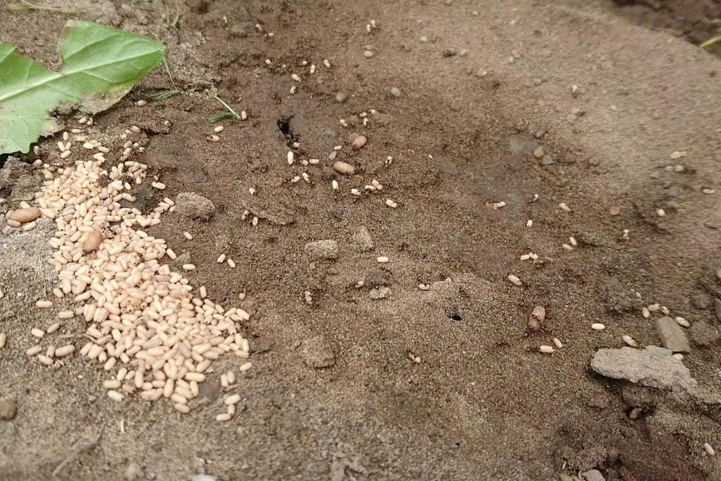 Как протекает развитие у муравья, сколько яиц за раз откладывает матка