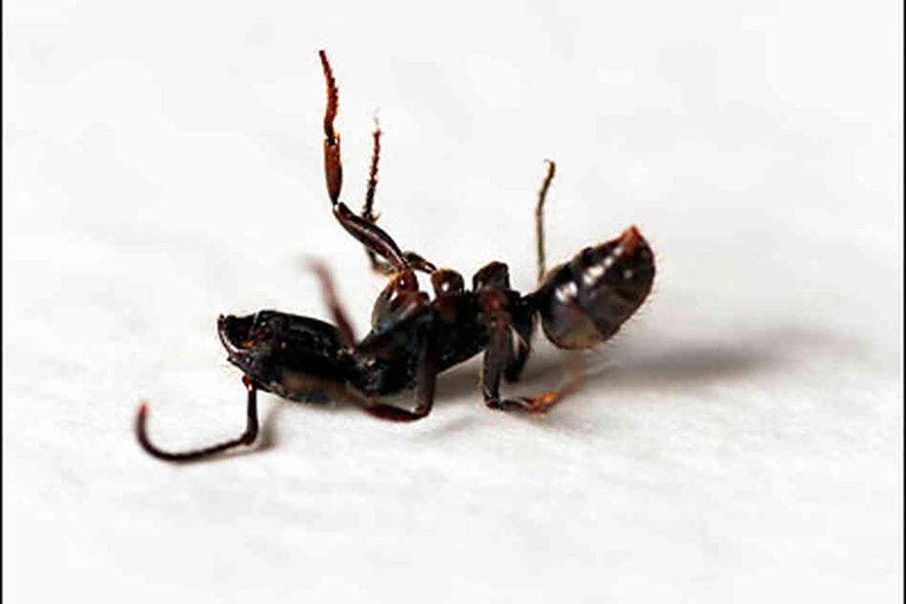 Как протекает развитие у муравья, Как часто происходит процесс размножения