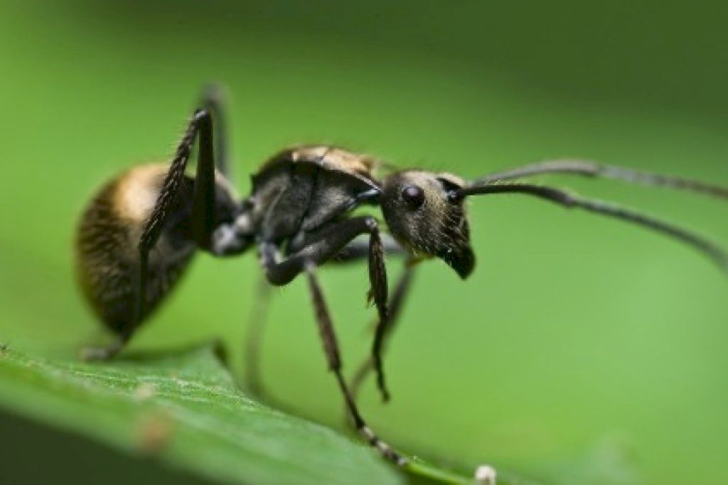 Как видят муравьи