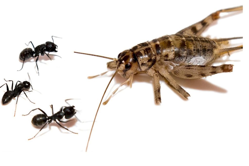 Кто ест муравьев из насекомых?