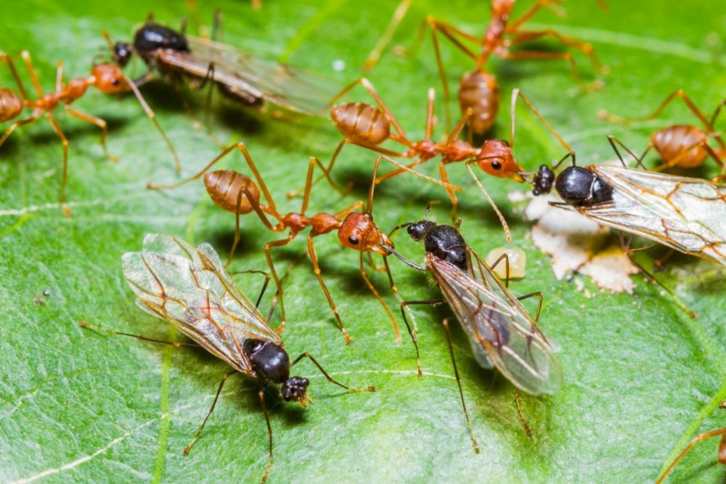 Лёт муравьев как продолжение рода: когда осуществляется, как протекает процесс спаривания. Таблица лета муравьев в России