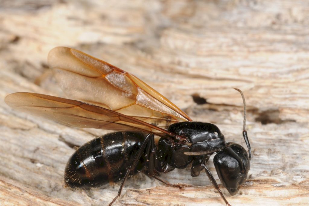 Матка муравьев