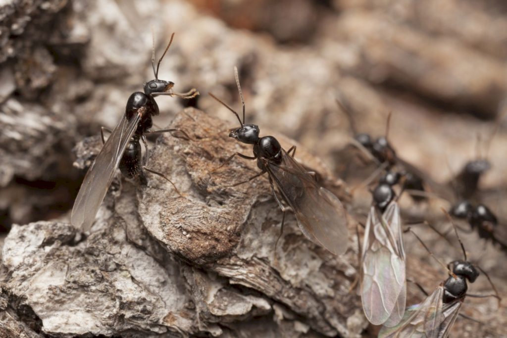 Лет муравьев в дикой природе
