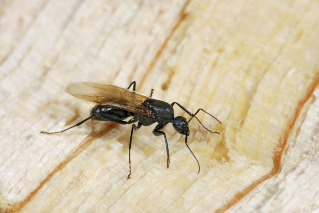 Можно ли поймать муравья во время лета