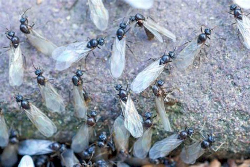 Крылья даны всем муравьям в колонии?
