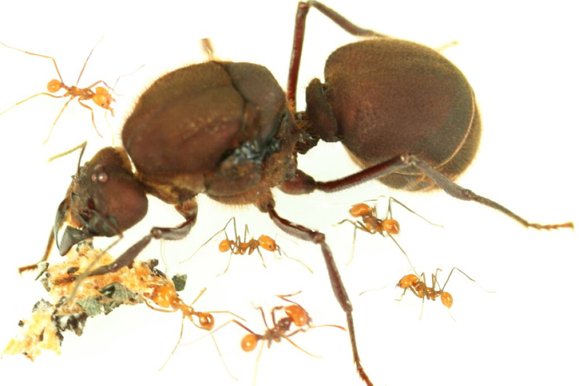Сколько муравей в мире. Матка муравьёв атта. Матка муравья атта. Atta cephalotes. Atta cephalotes матка.