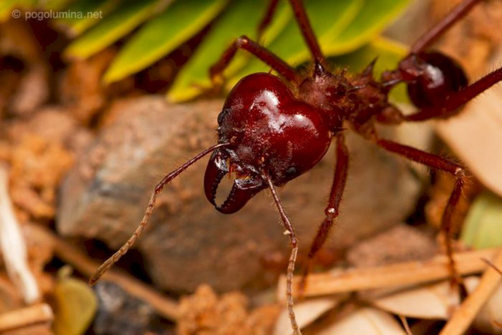 Что представляют собой муравьи атта (Atta)