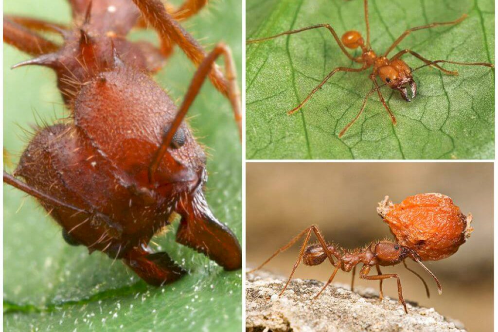 Как общаются муравьи?