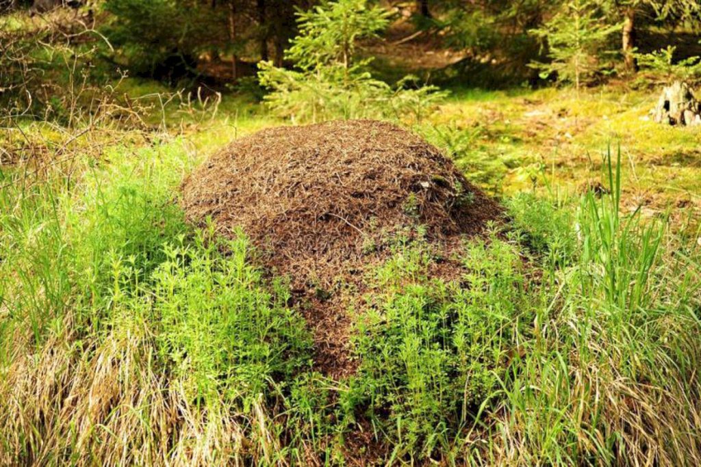 Как найти в лесу муравейник