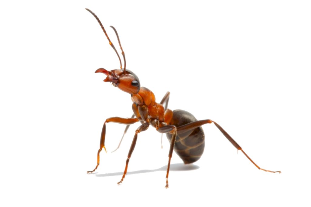 Serviformicarufibarbis (краснощекий муравей-минер)
