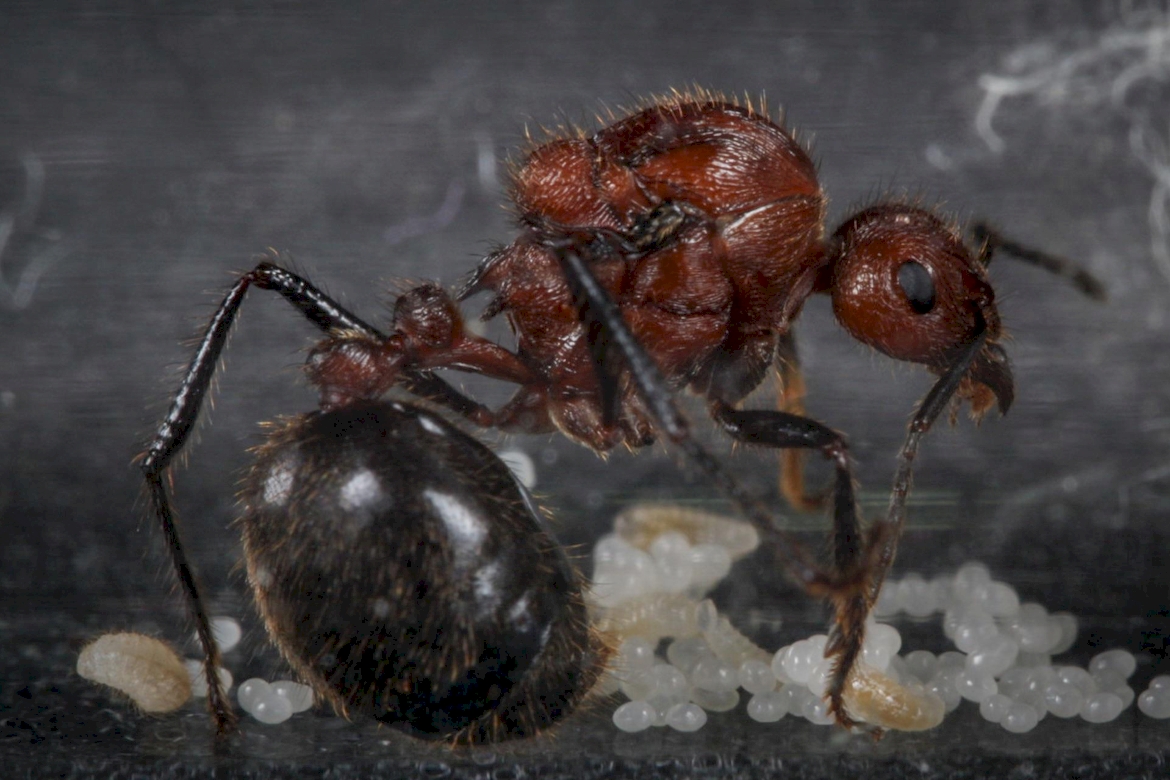 Сколько муравей в мире. Матка муравья. Царица муравьев. Королева муравьев. Королевский муравей.