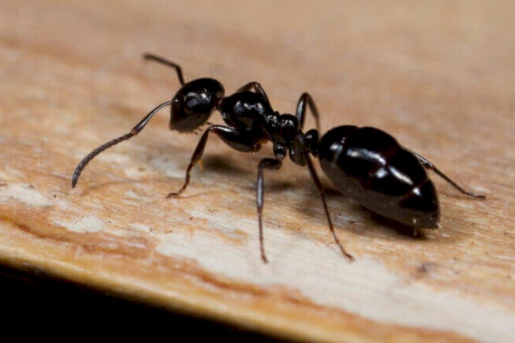 Messorstructor (степной муравей-жнец)