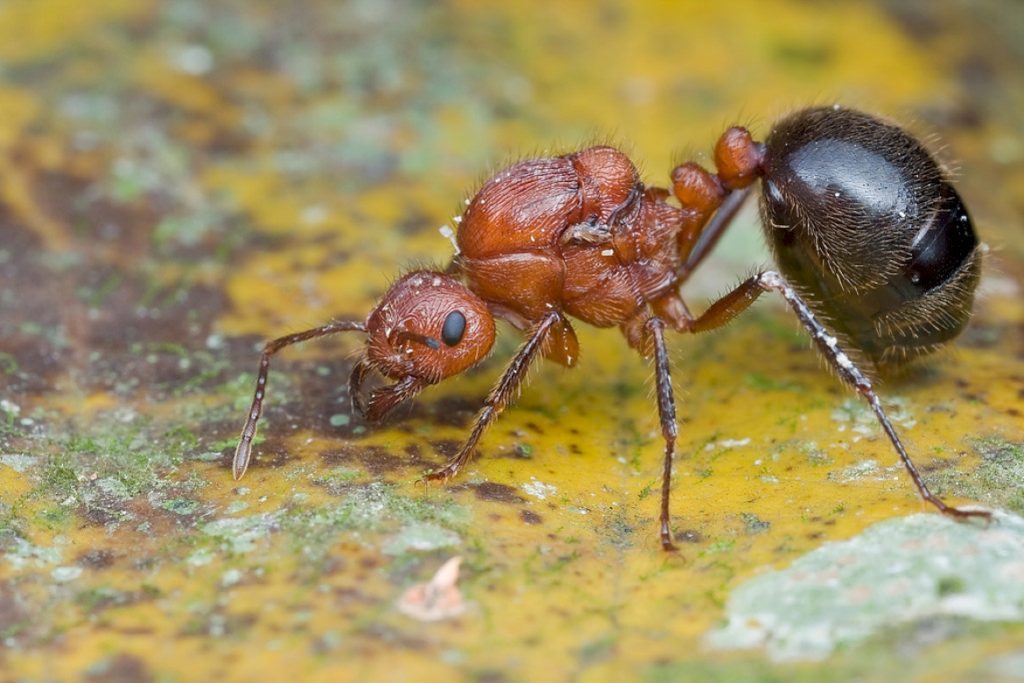 Как выглядит муравьиная матка: королева, царица, мать насекомых