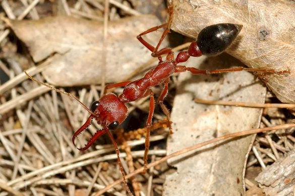 Как выглядит королева муравьев фото вблизи