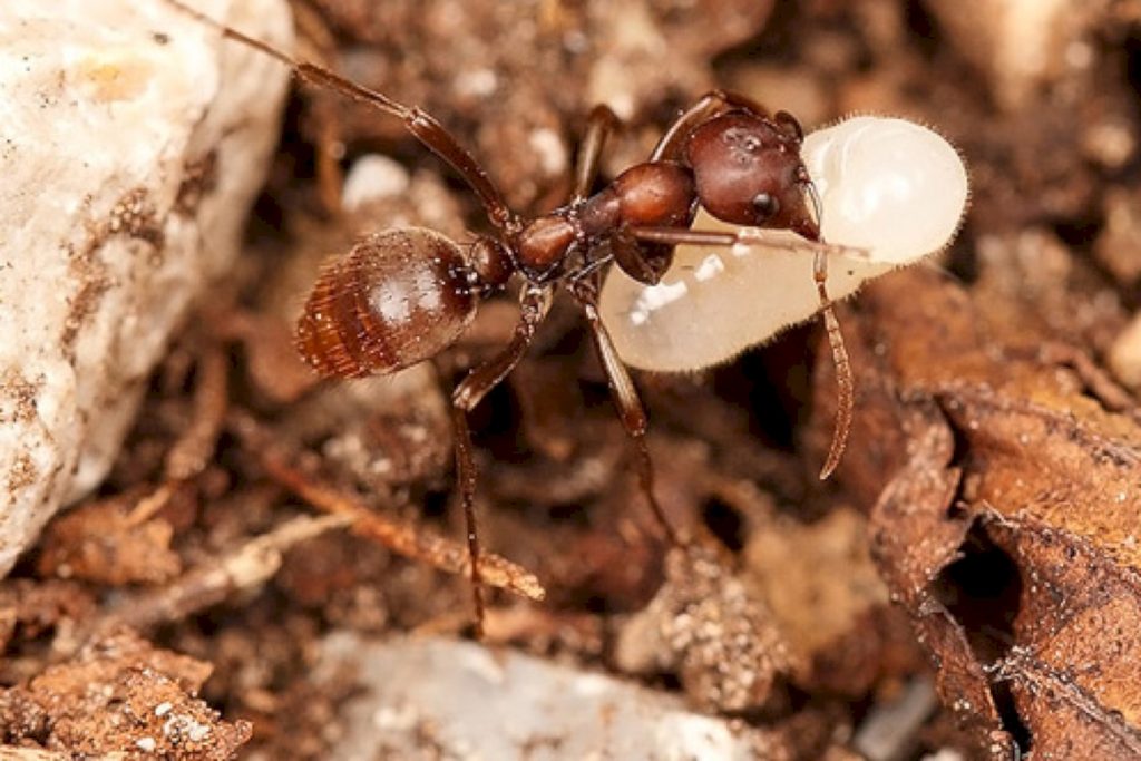 Polyergusrufescens (муравей-амазонка)