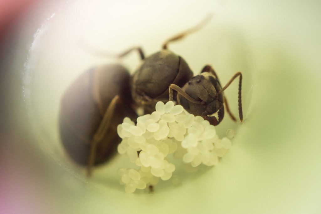 Яйцекладущая самка муравьёв.