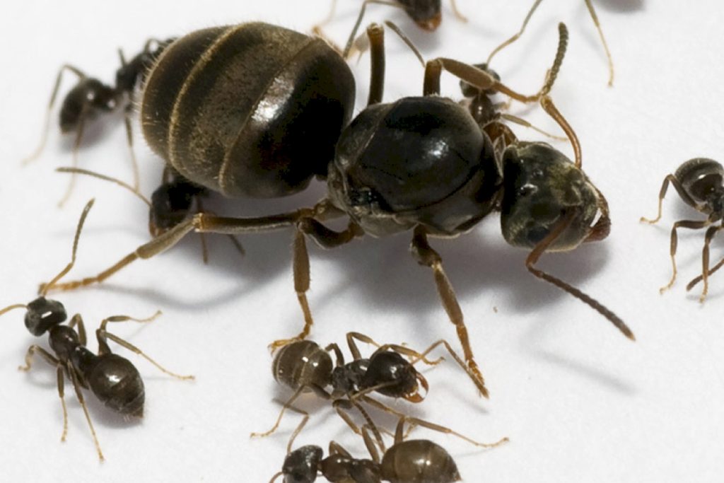 Lasiusniger (чёрный садовый муравей)