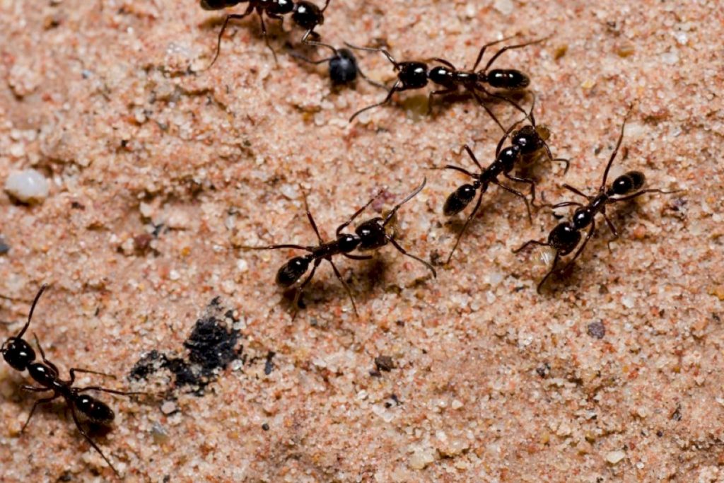 Новый виток муравьиной эволюции