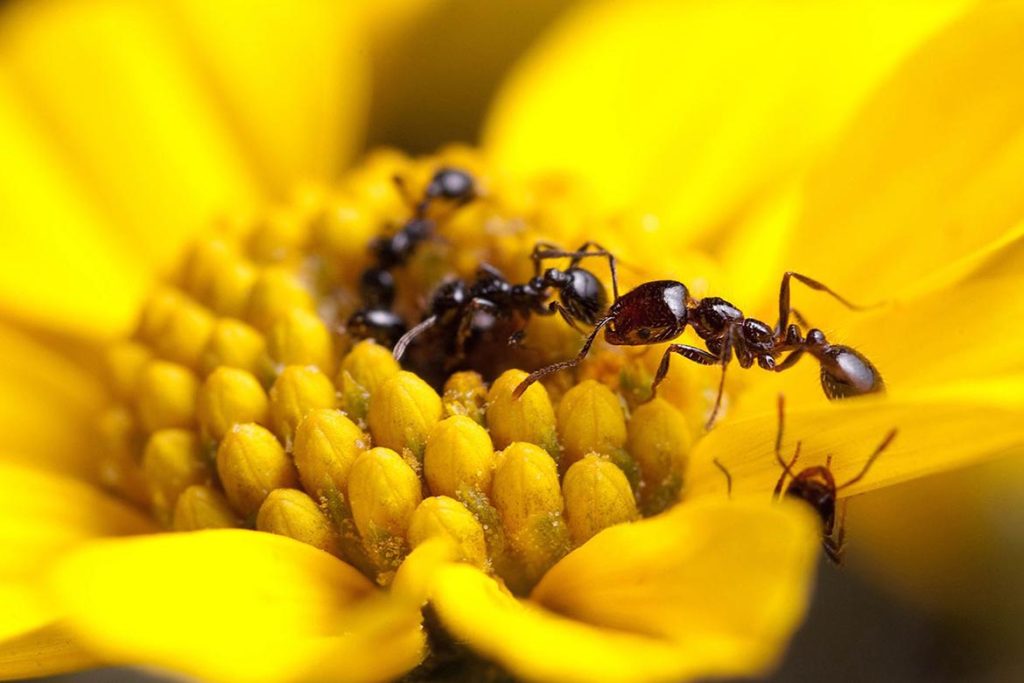 Наука о муравьях как называется