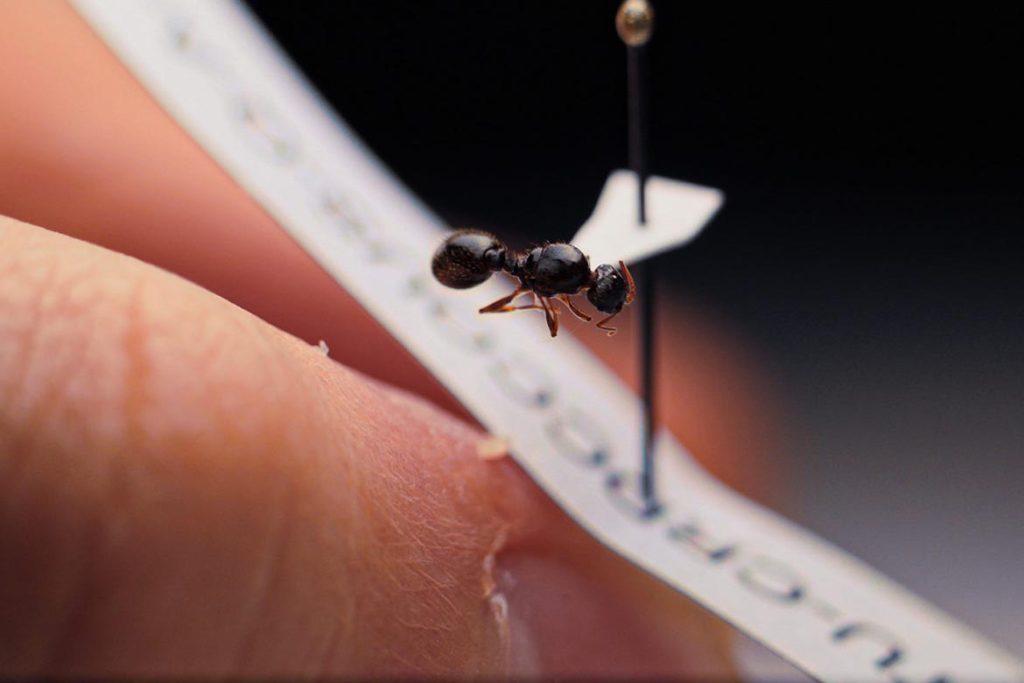Наука о муравьях история основания мирмекологии