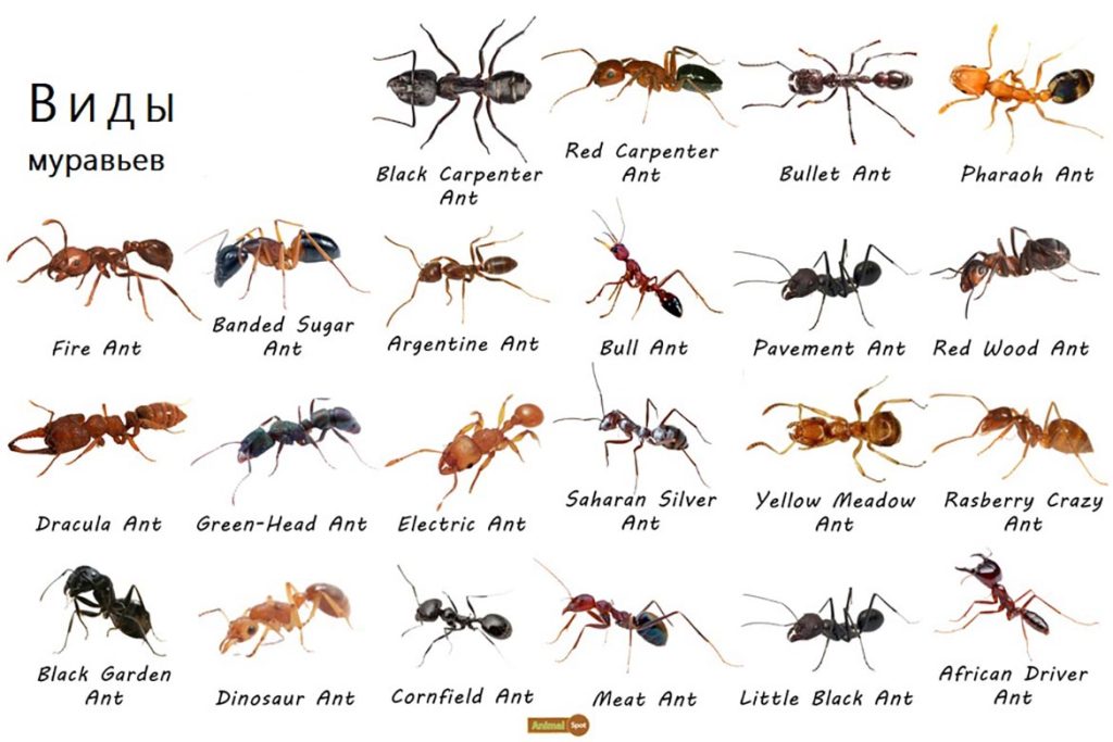 Наука о муравьях сколько видов проживает на планете